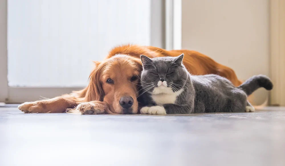 Pet Treatment Schedule: A Complete Guide for Pet Owners
