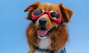 Top Smart Pet Gadgets Every Pet Owner Needs in 2025 | Must Have Pet Tech