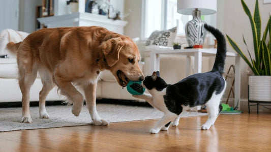 Pet Smart Products That Make Life Easier for You and Your Furry Friend