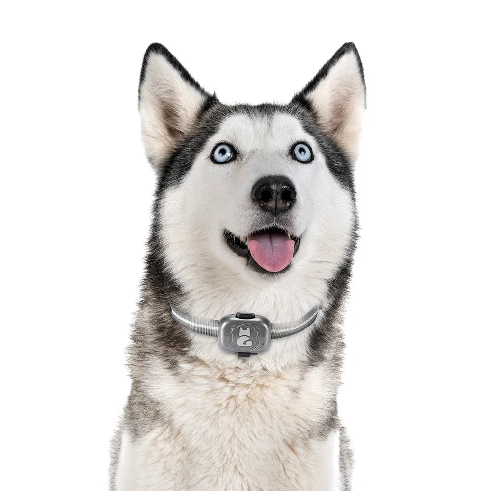 4G GPS Dog Tracker Waterproof Anti-Lost Smart Finder